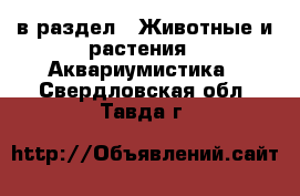  в раздел : Животные и растения » Аквариумистика . Свердловская обл.,Тавда г.